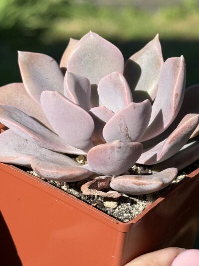 Echeveria Debbie