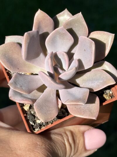 Echeveria Debbie - Зображення 3