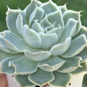 Echeveria Laguna Sanchez