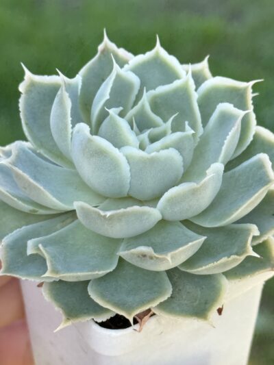 Echeveria Laguna Sanchez