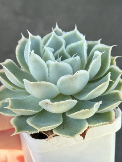 Echeveria Laguna Sanchez - Зображення 2