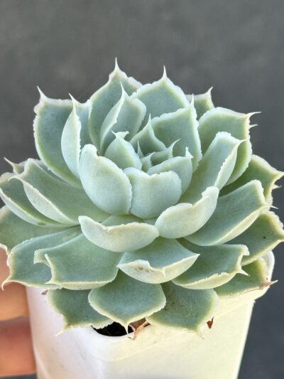 Echeveria Laguna Sanchez - Зображення 3