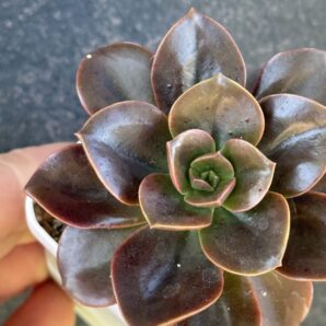 Echeveria Melaco