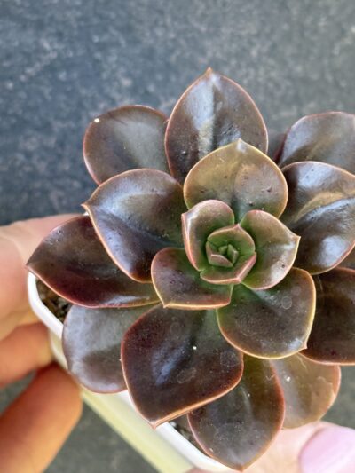 Echeveria Melaco - Зображення 3