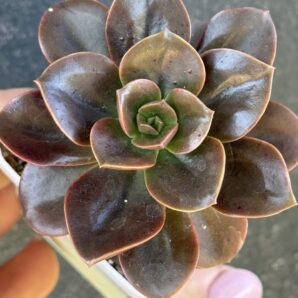 Echeveria Melaco