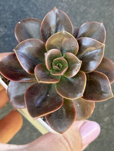 Echeveria Melaco
