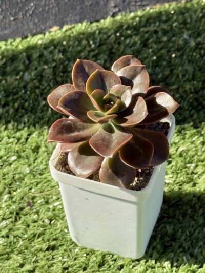Echeveria Melaco - Зображення 2