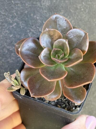 Echeveria Melaco - Зображення 4