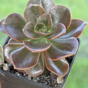 Echeveria Melaco
