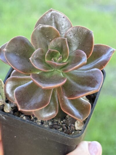 Echeveria Melaco