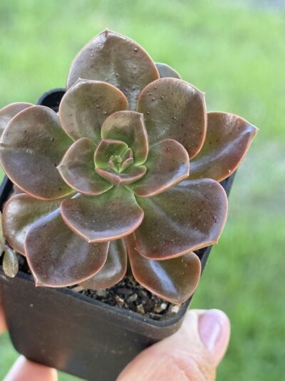 Echeveria Melaco - Зображення 5