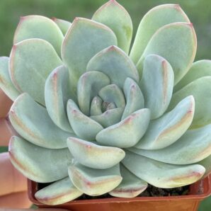 Echeveria pulidonis x laui