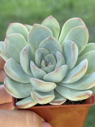 Echeveria pulidonis x laui