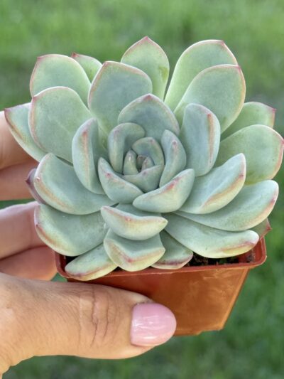 Echeveria pulidonis x laui - Зображення 3