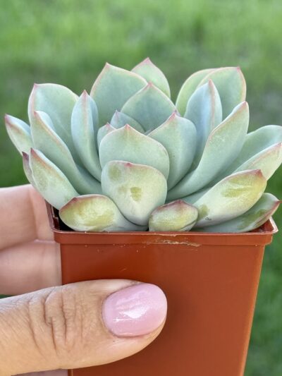 Echeveria pulidonis x laui - Зображення 2