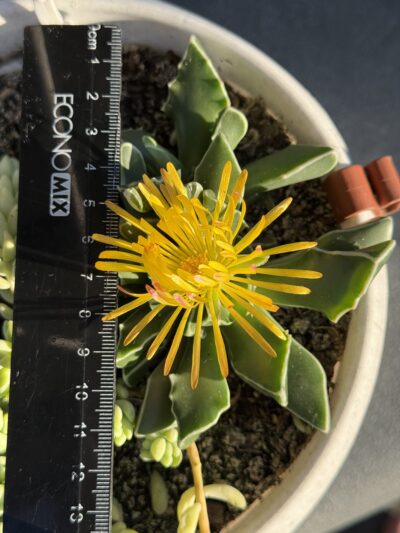 Faucaria Bosscheana - Зображення 2