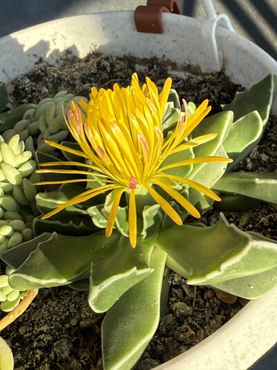 Faucaria Bosscheana - Зображення 3