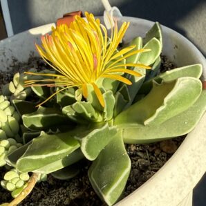 Faucaria Bosscheana