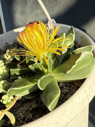 Faucaria Bosscheana