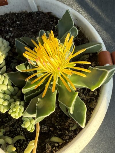 Faucaria Bosscheana - Зображення 4