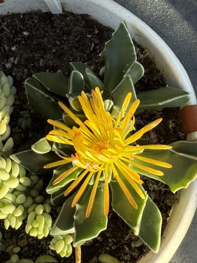 Faucaria Bosscheana - Зображення 5