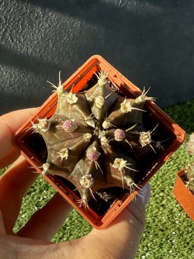 Gymnocalycium mihanovichii 'Hibotan' - Зображення 4