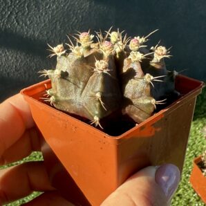 Gymnocalycium mihanovichii 'Hibotan'