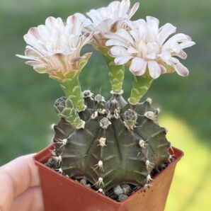 Gymnocalycium mihanovichii 'Hibotan'