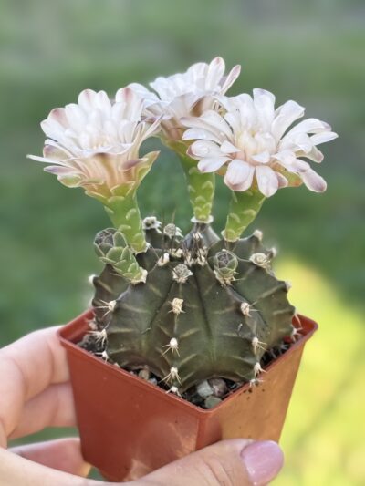 Gymnocalycium mihanovichii 'Hibotan'