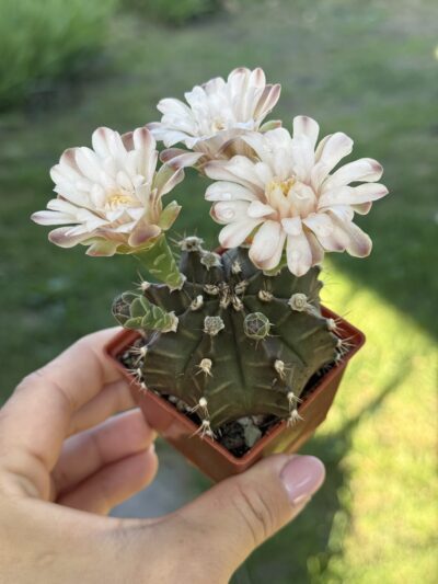 Gymnocalycium mihanovichii 'Hibotan' - Зображення 2