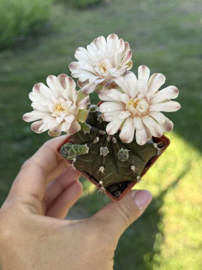 Gymnocalycium mihanovichii 'Hibotan' - Зображення 3