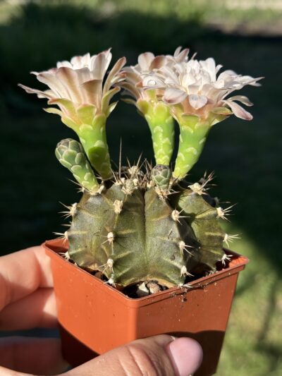 Gymnocalycium mihanovichii 'Hibotan' - Зображення 4