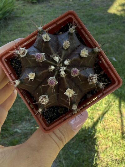Gymnocalycium mihanovichii 'Hibotan' - Зображення 3
