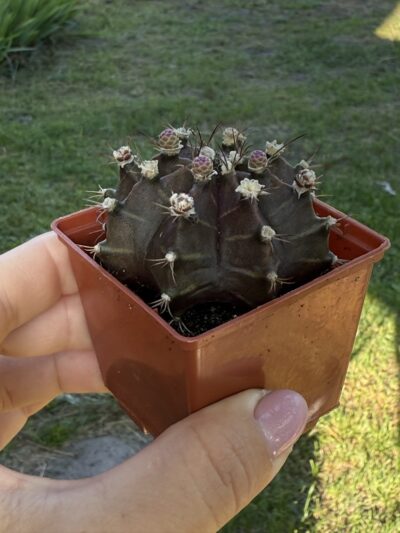 Gymnocalycium mihanovichii 'Hibotan' - Зображення 2