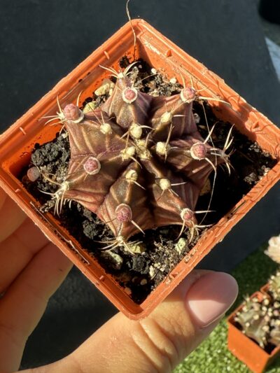 Gymnocalycium mihanovichii 'Hibotan' - Зображення 2