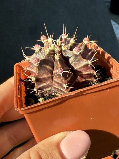 Gymnocalycium mihanovichii 'Hibotan' - Зображення 3