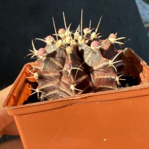 Gymnocalycium mihanovichii 'Hibotan'