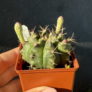 Gymnocalycium anisitsii