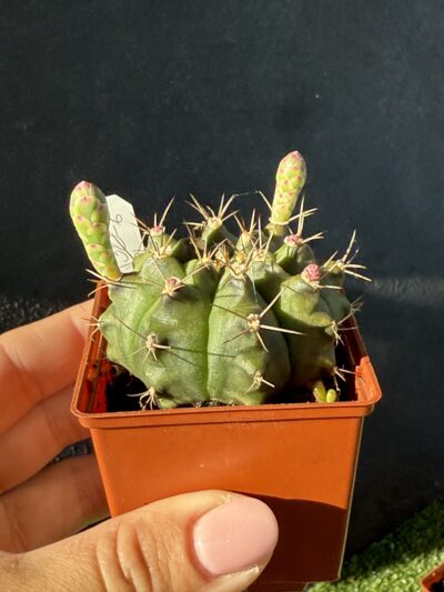 Gymnocalycium anisitsii