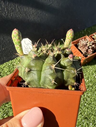 Gymnocalycium anisitsii - Зображення 2