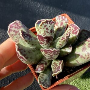 Adromischus cooperi