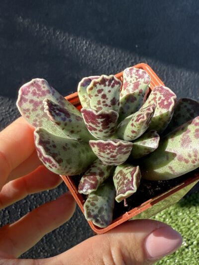 Adromischus cooperi