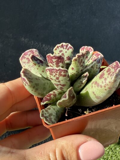 Adromischus cooperi - Зображення 3