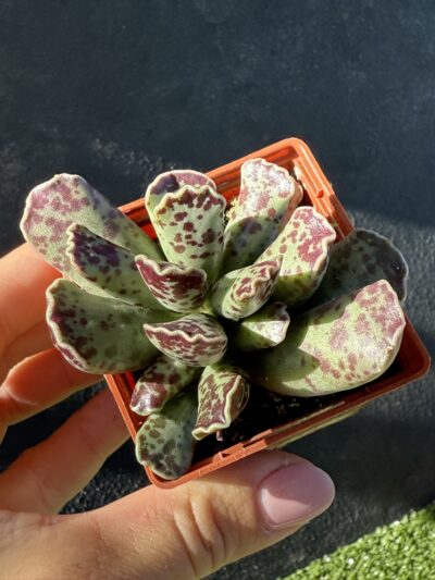 Adromischus cooperi - Зображення 2