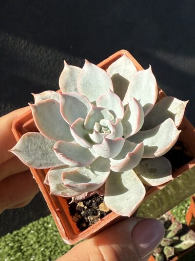 Echeveria subsessilis - Зображення 2