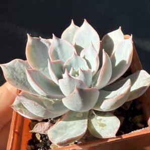 Echeveria subsessilis