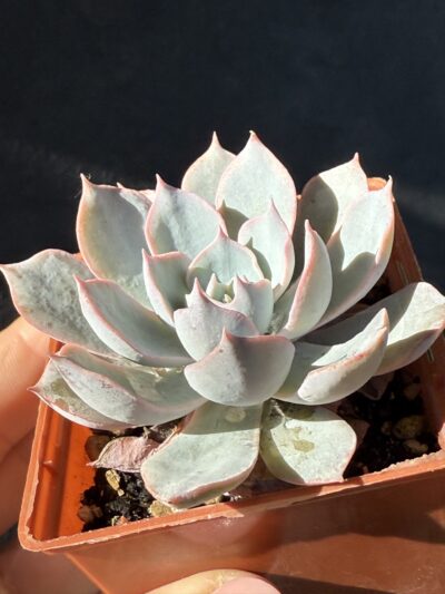 Echeveria subsessilis