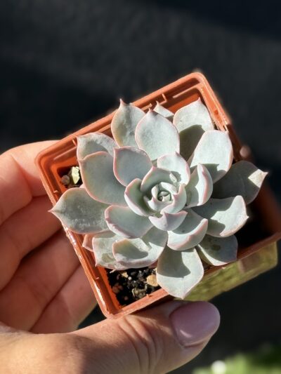 Echeveria subsessilis - Зображення 4
