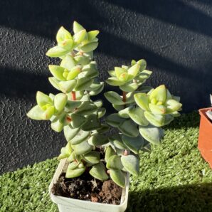 Crassula rupestris Aiboshi
