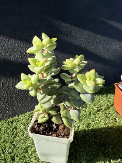 Crassula rupestris Aiboshi